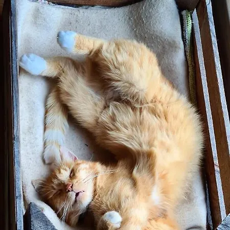 Siedlisko Gregorowo Homestay *