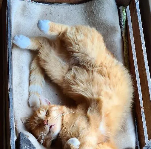 Siedlisko Gregorowo Alloggio in famiglia *